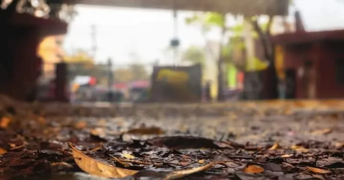 Close-up of fallen leaves on the ground with a blurred building in the background